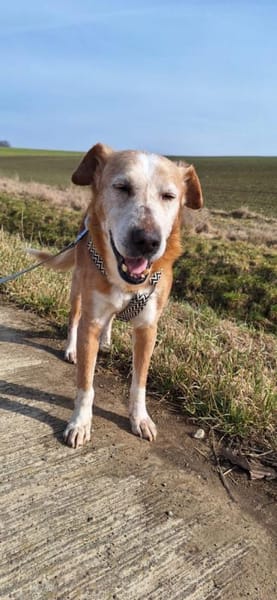 Opi Otto sucht seine Menschen