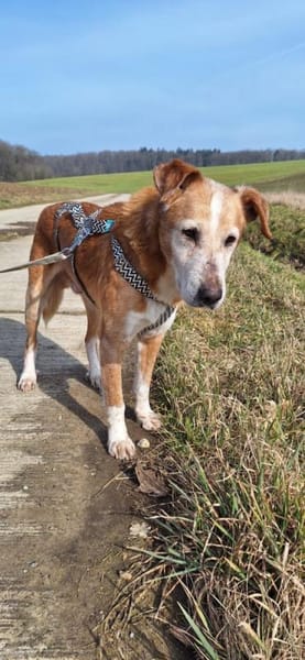 Opi Otto sucht seine Menschen