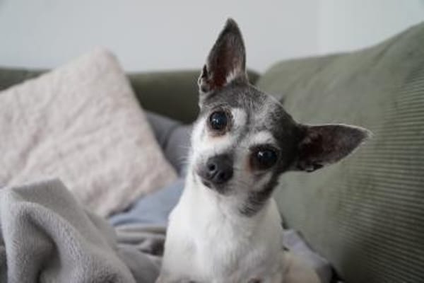 Meti - Chihuahuadame sucht Körbchen