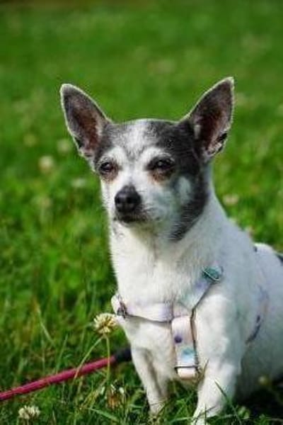 Meti - Chihuahuadame sucht Körbchen