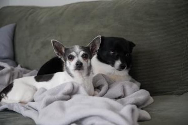 Meti - Chihuahuadame sucht Körbchen