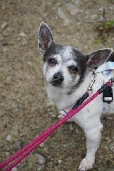 Meti - Chihuahuadame sucht Körbchen