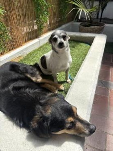 Meti - Chihuahuadame sucht Körbchen