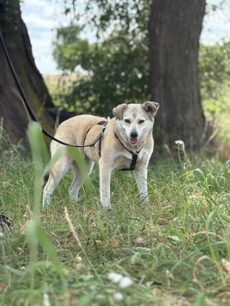 Shiwa  vorsichtige Hündin mit Herz