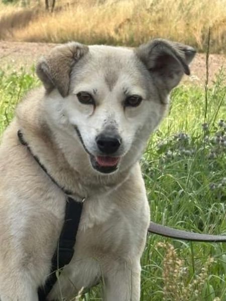 Shiwa  vorsichtige Hündin mit Herz