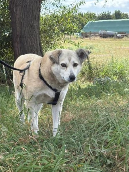 Shiwa  vorsichtige Hündin mit Herz