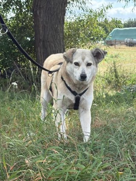 Shiwa  vorsichtige Hündin mit Herz