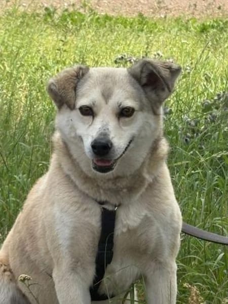 Shiwa  vorsichtige Hündin mit Herz