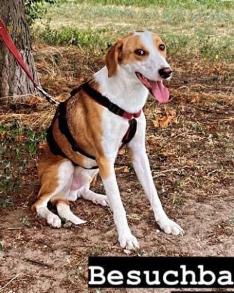 LORENZO - sucht ein Zuhause......