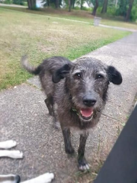 Verschmuster Murphy sucht ein Zuhause