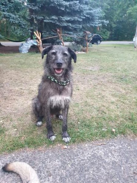 Verschmuster Murphy sucht ein Zuhause