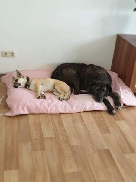 Verschmuster Murphy sucht ein Zuhause