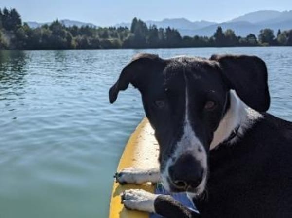 Juno sucht ein neues Zuhause