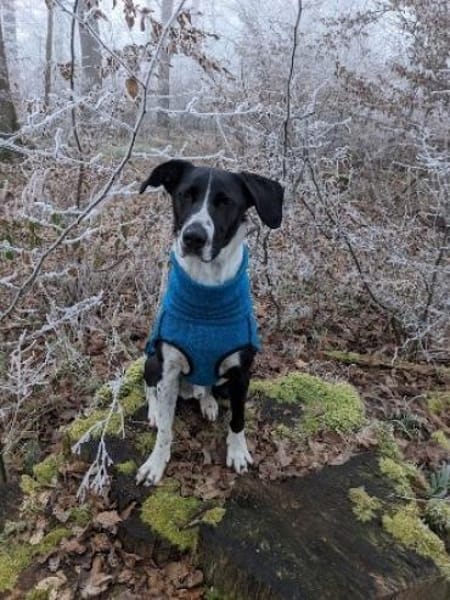 Juno sucht ein neues Zuhause