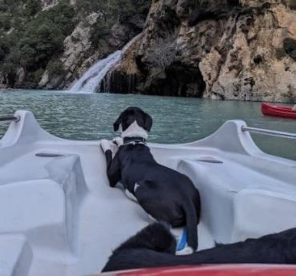 Juno sucht ein neues Zuhause