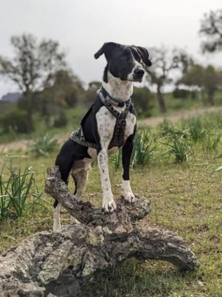 Juno sucht ein neues Zuhause