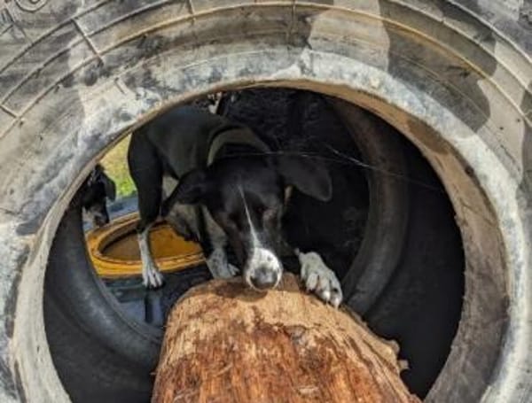 Juno sucht ein neues Zuhause