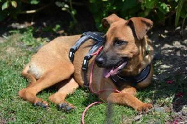 Meda möchte mit Dir die Welt entdecken.