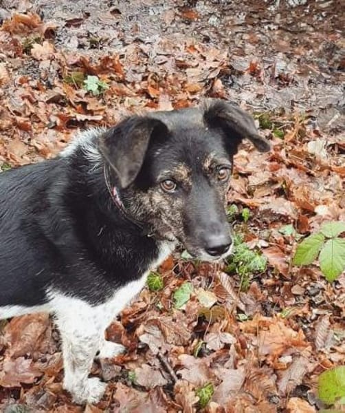 TOMMY sucht liebevolles Zuhause