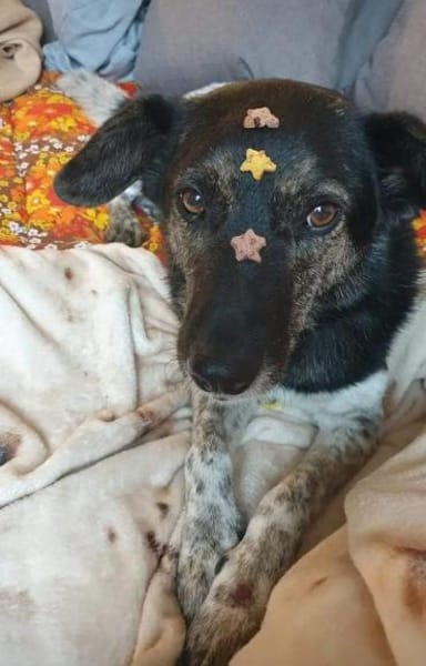 TOMMY sucht liebevolles Zuhause