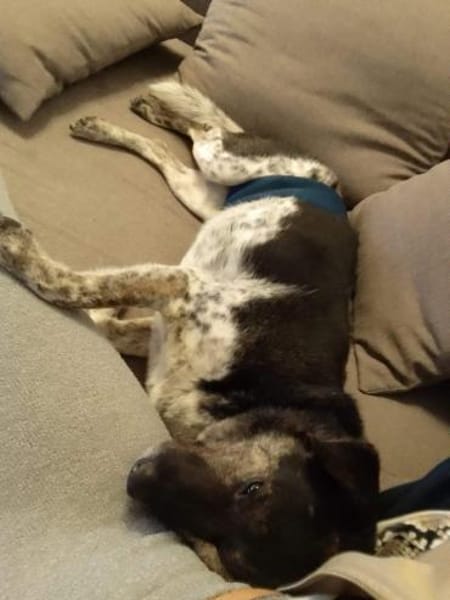 TOMMY sucht liebevolles Zuhause