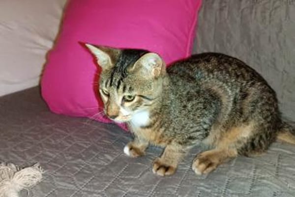 Giannis alias Willy Zuhause gesucht