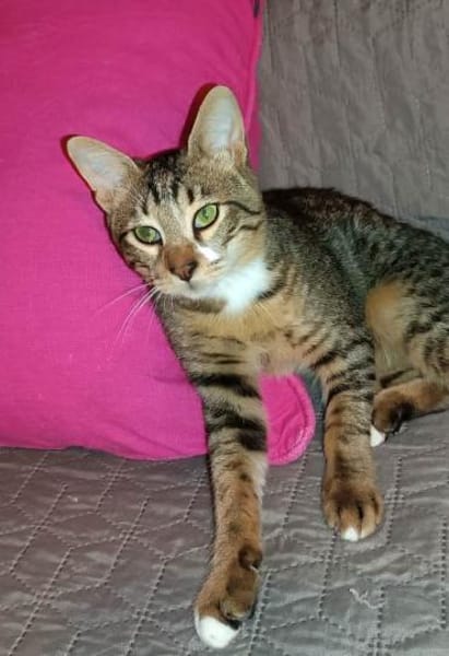 Giannis alias Willy Zuhause gesucht