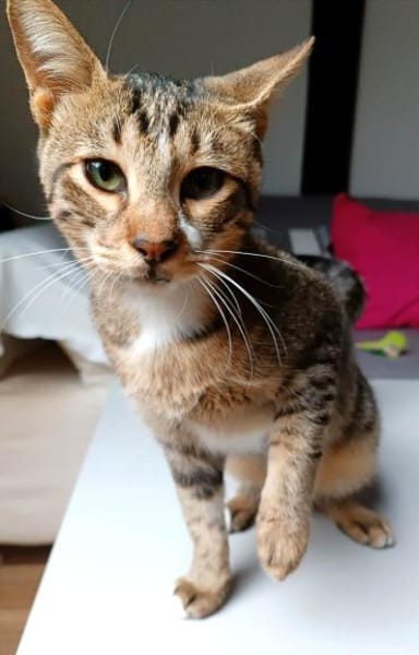 Giannis alias Willy Zuhause gesucht