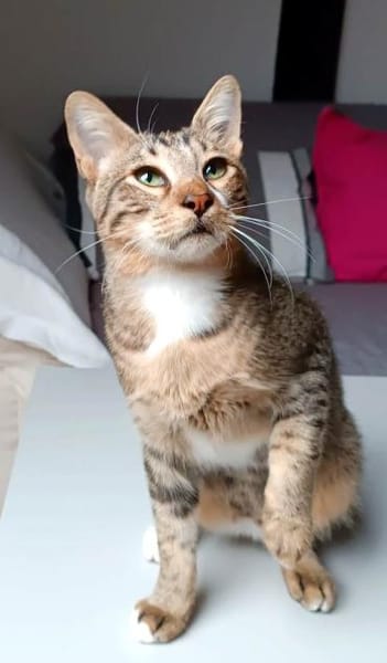 Giannis alias Willy Zuhause gesucht