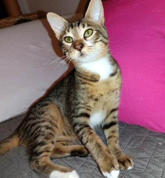 Giannis alias Willy Zuhause gesucht