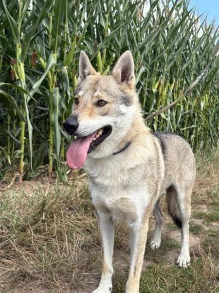 Noran  ein junger Wolfshund