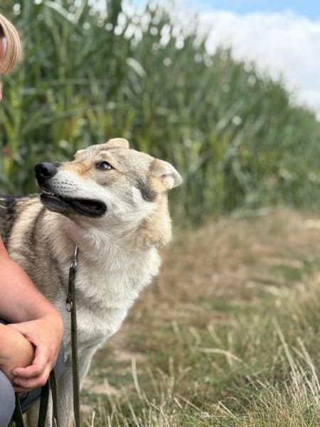 Noran  ein junger Wolfshund