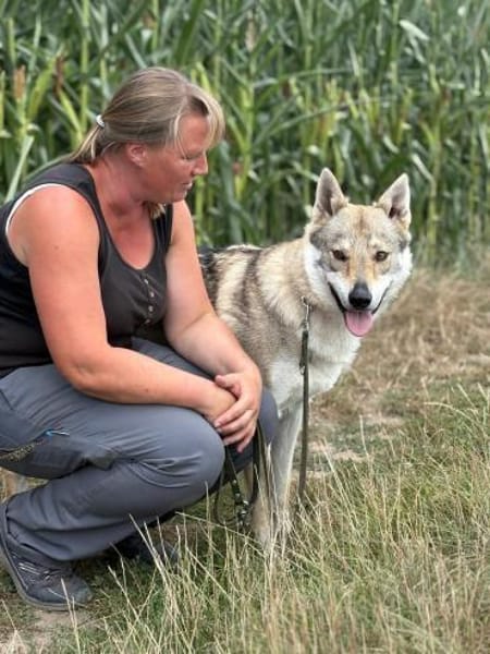 Noran  ein junger Wolfshund