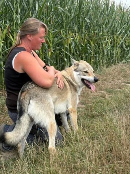 Noran  ein junger Wolfshund