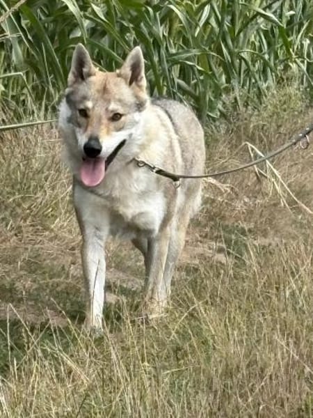 Noran  ein junger Wolfshund