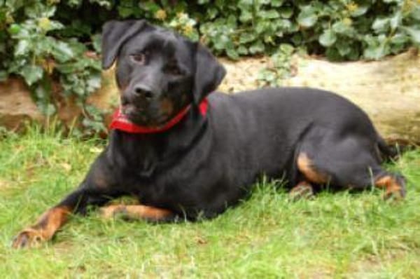 CHOPPER - kleiner Wirbelwind mit Herz