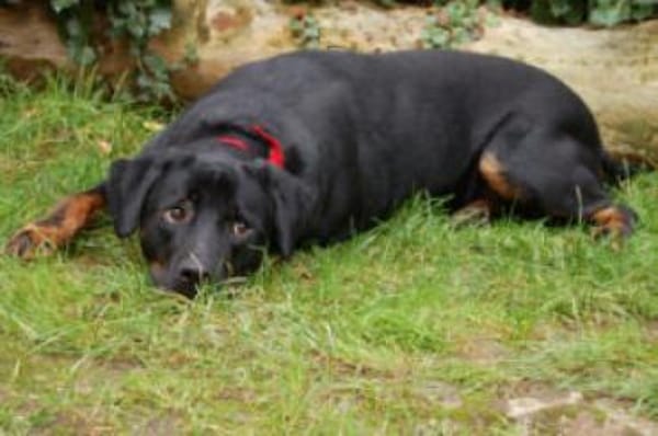 CHOPPER - kleiner Wirbelwind mit Herz