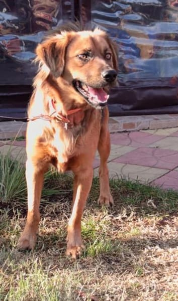 Niko will einfach nur gefallen