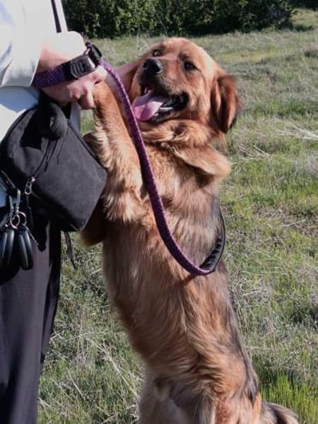 Niko will einfach nur gefallen