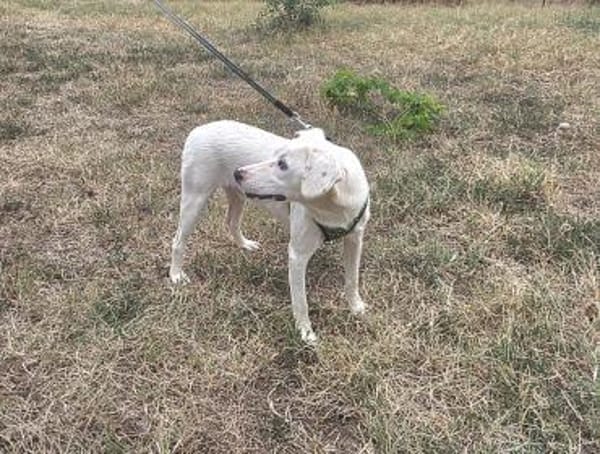 Pamela sehr verschmust und freundlich