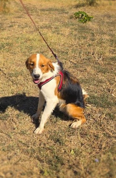 Loki ein toller Familienhund