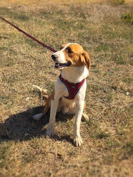 Loki ein toller Familienhund