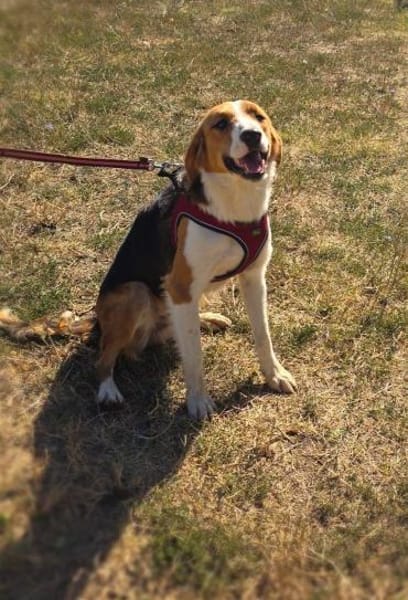 Loki ein toller Familienhund