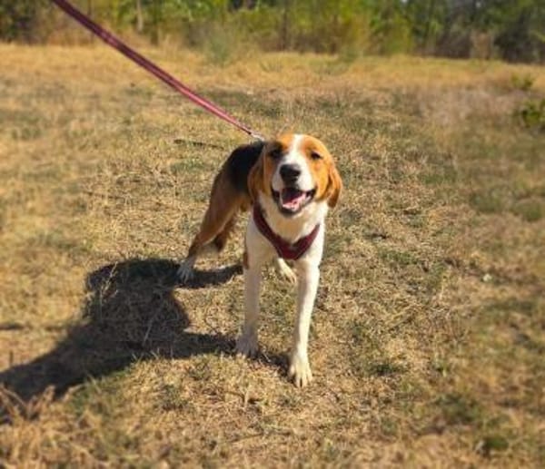 Loki ein toller Familienhund