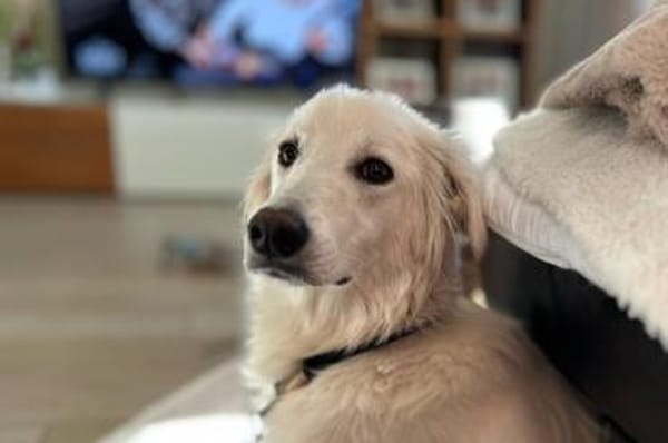 Carlo - wartet in 45772 Marl