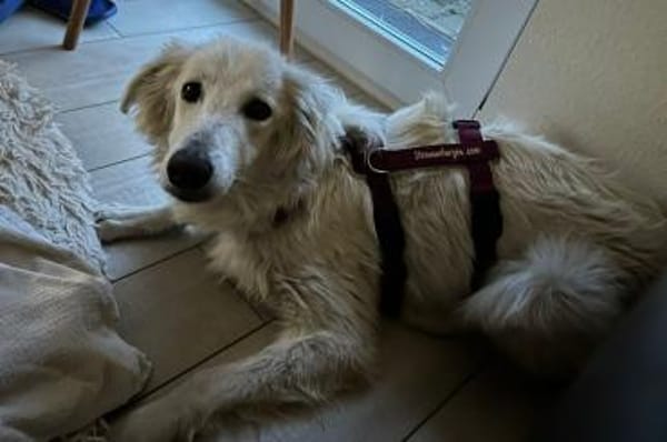 Carlo - wartet in 45772 Marl