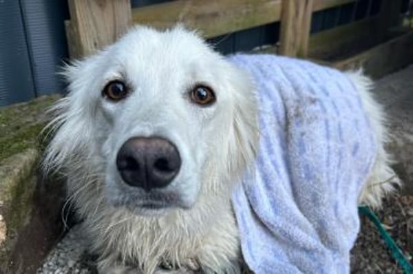 Carlo - wartet in 45772 Marl