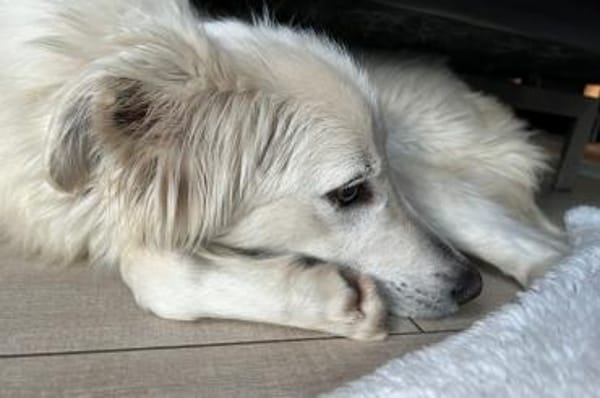 Carlo - wartet in 45772 Marl