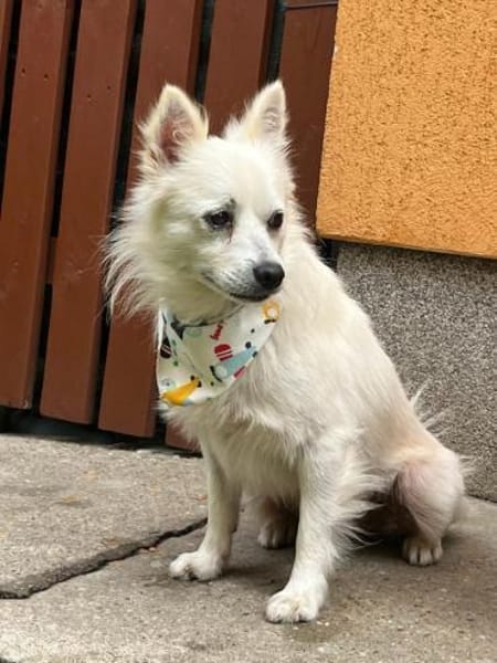 Gino - schüchterner Spitz sucht Zuhause