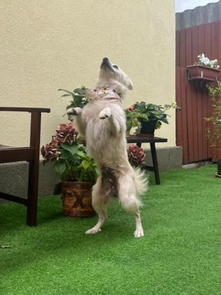 Gino - schüchterner Spitz sucht Zuhause